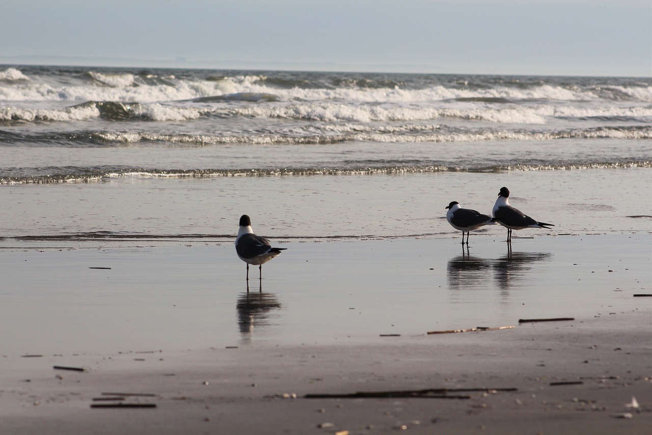 Image - water bird sea beach ocean