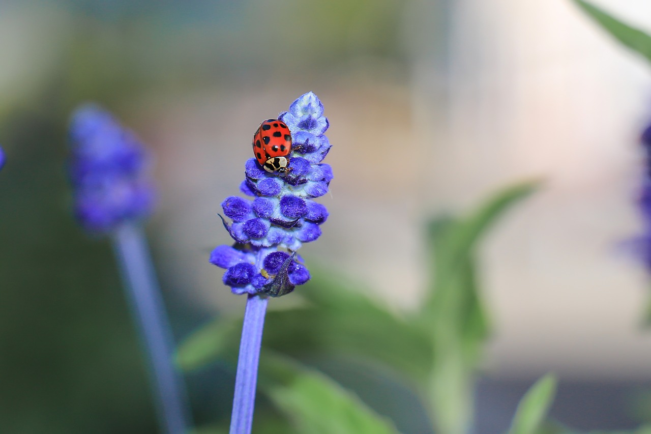 Image - nature ladybug beetle insect