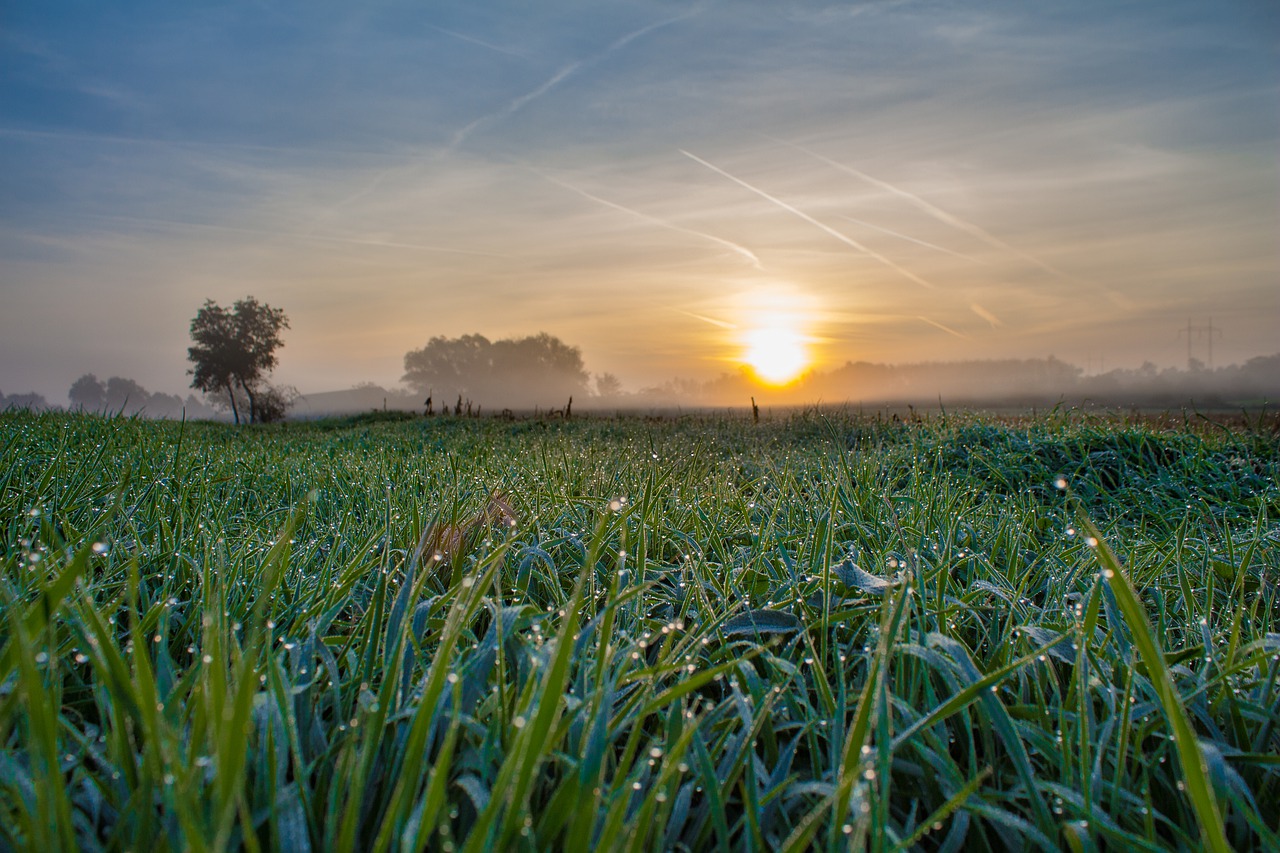 Image - sunrise sun nature grass