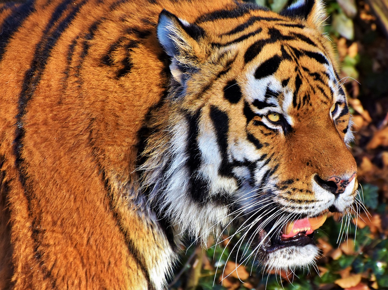 Image - tiger cat predator wildcat big cat