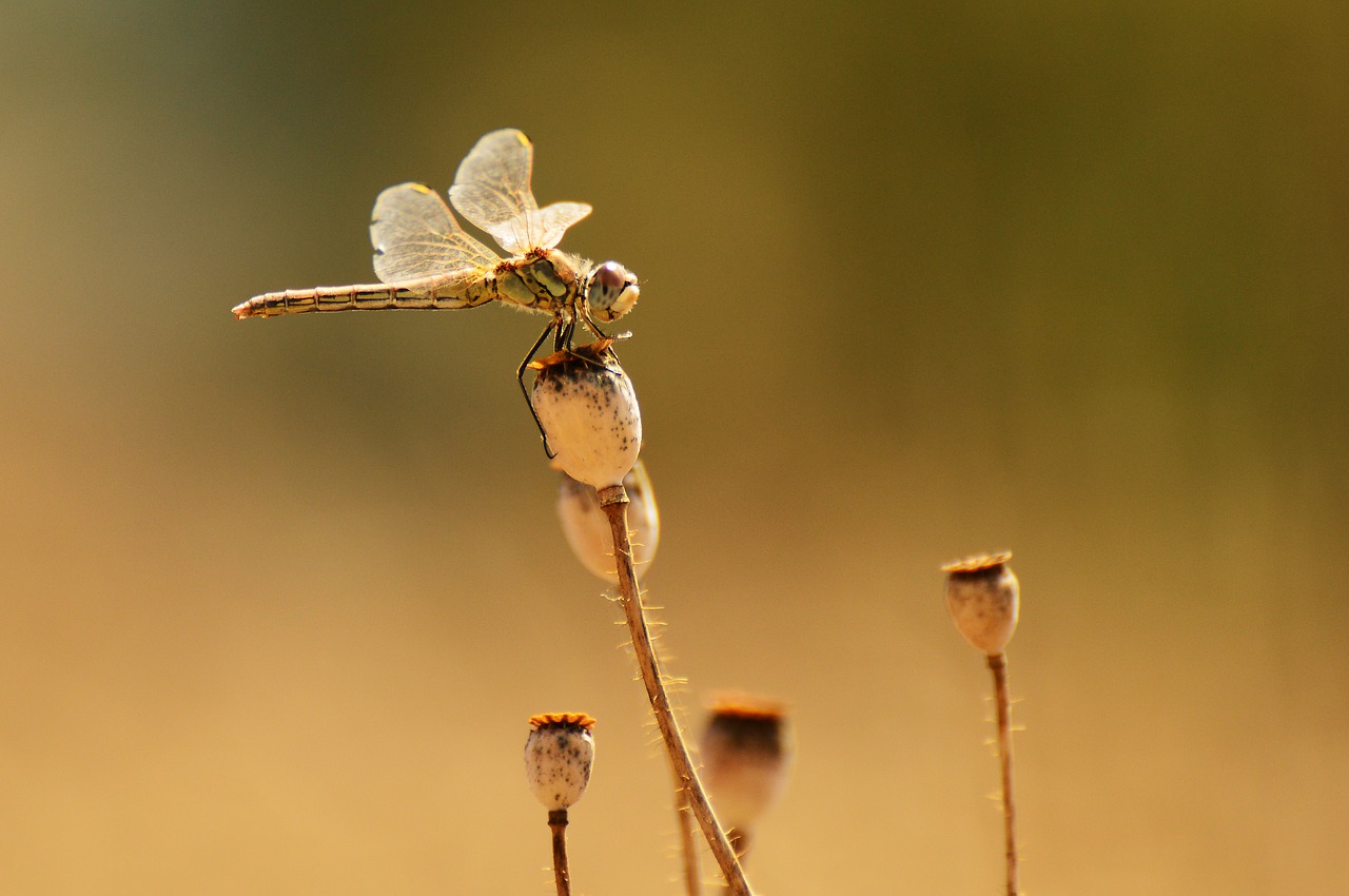 Image - dragonfly macro winged insects