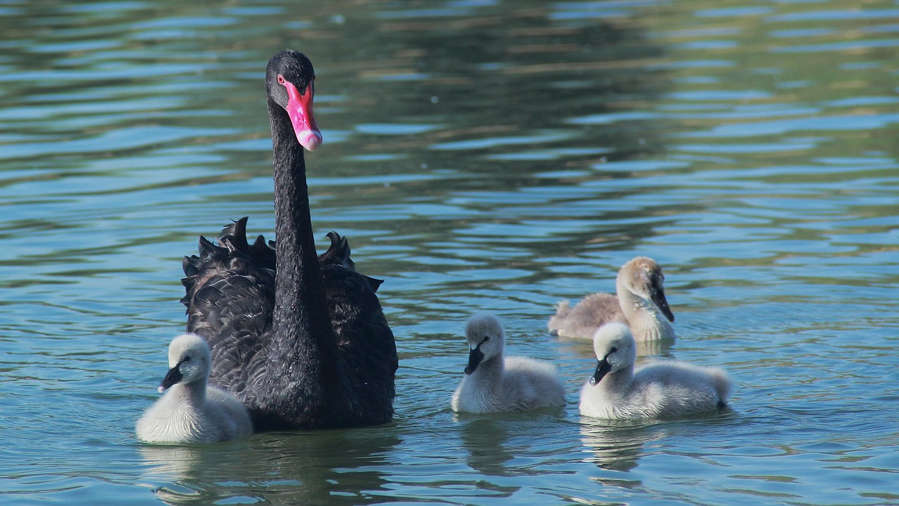 Image - water bird swan nature lake