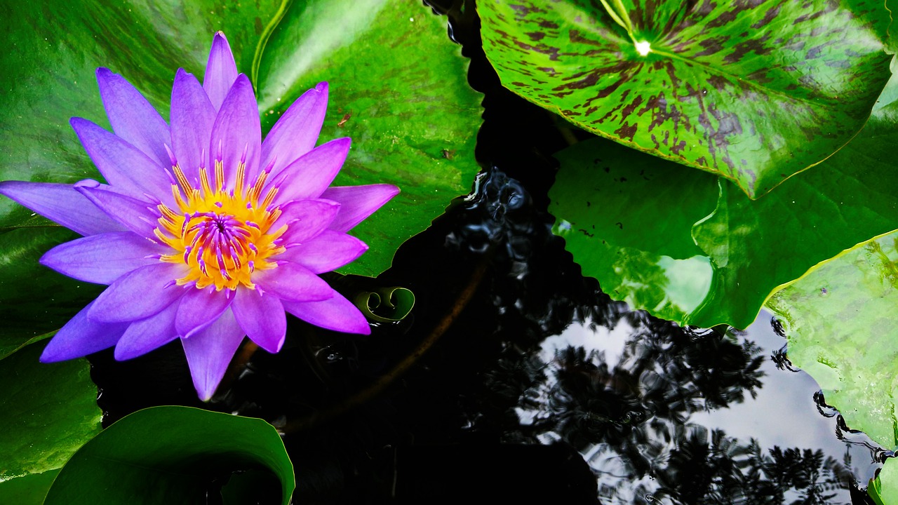 Image - lotus nature green flower