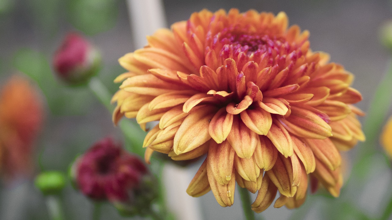 Image - flower nature flora garden summer