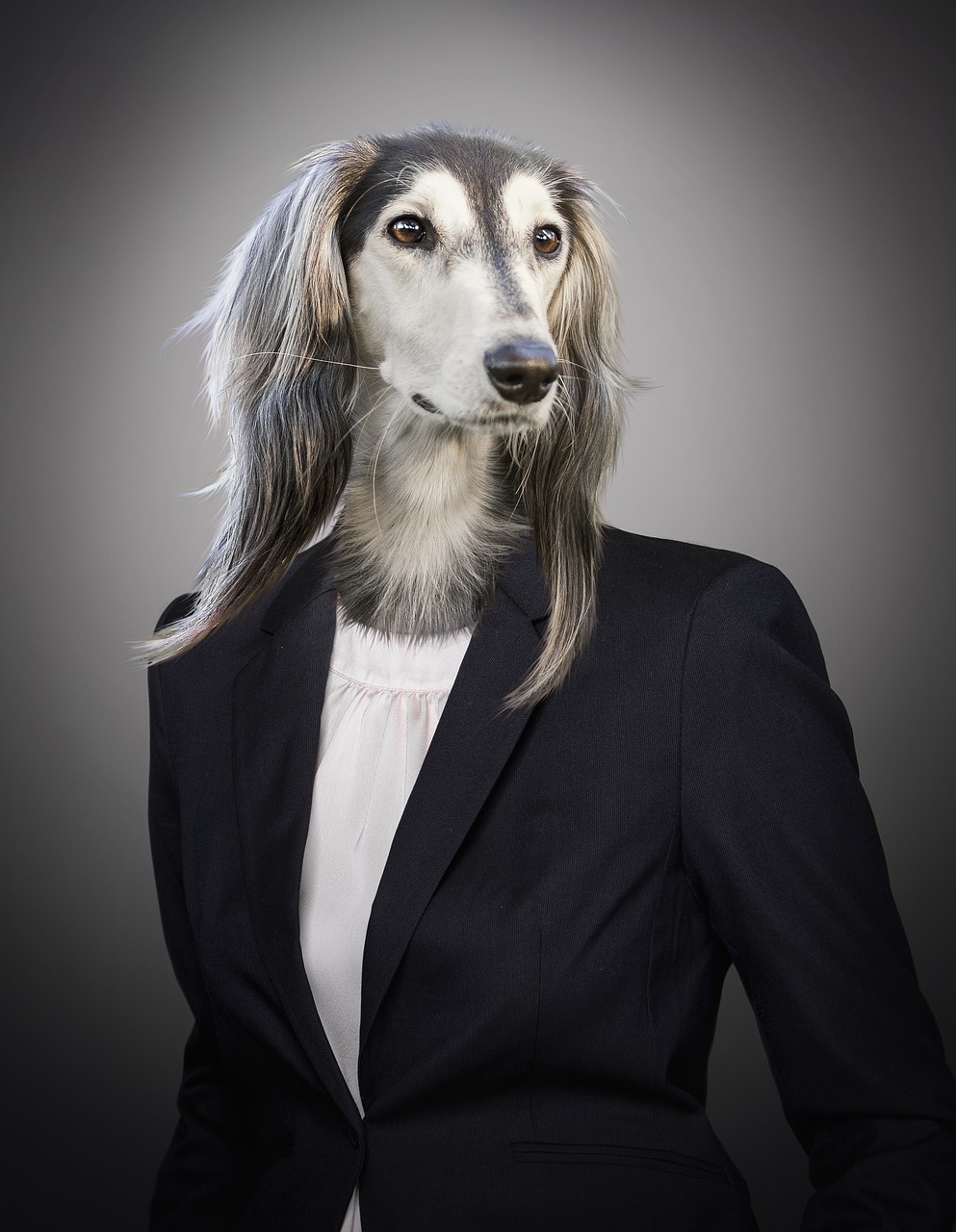 Image - portrait dog animal suit business