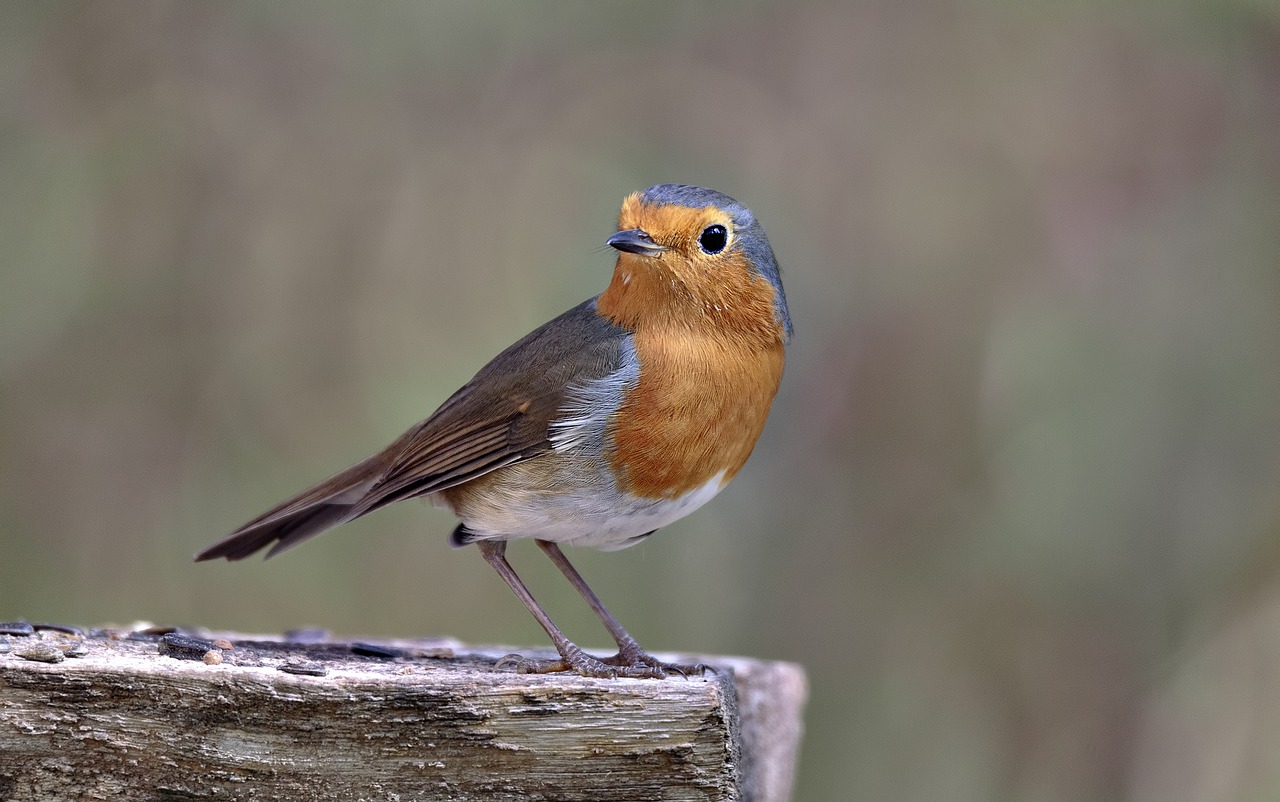 Image - nature outdoors wild songbird