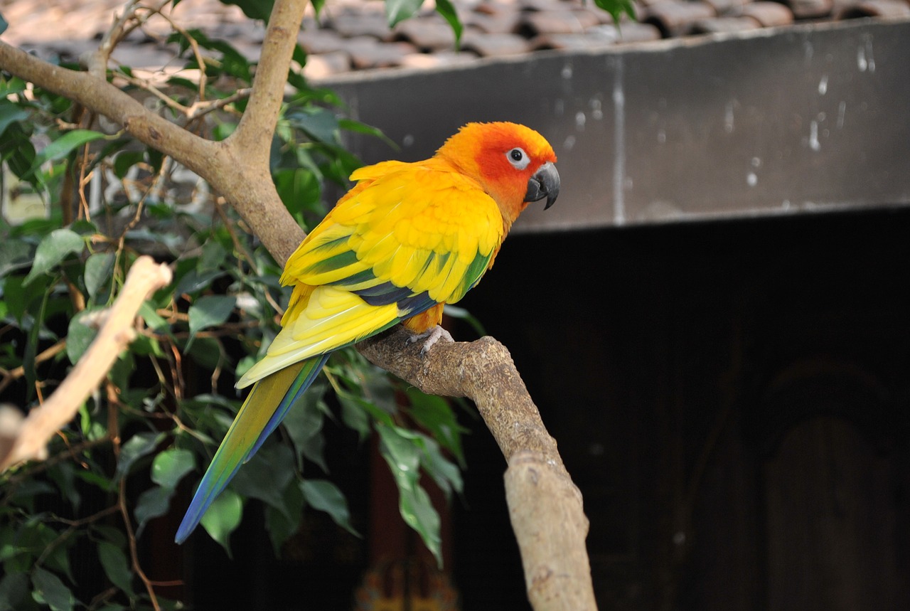 Image - bird animal tropical conure