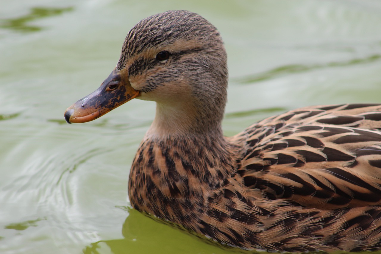 Image - duck bird wildlife pool nature