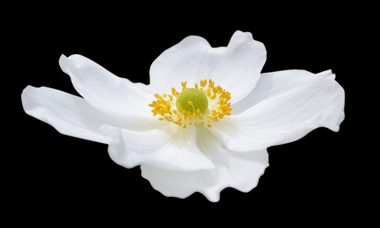 Image - nature flower flora white cutout