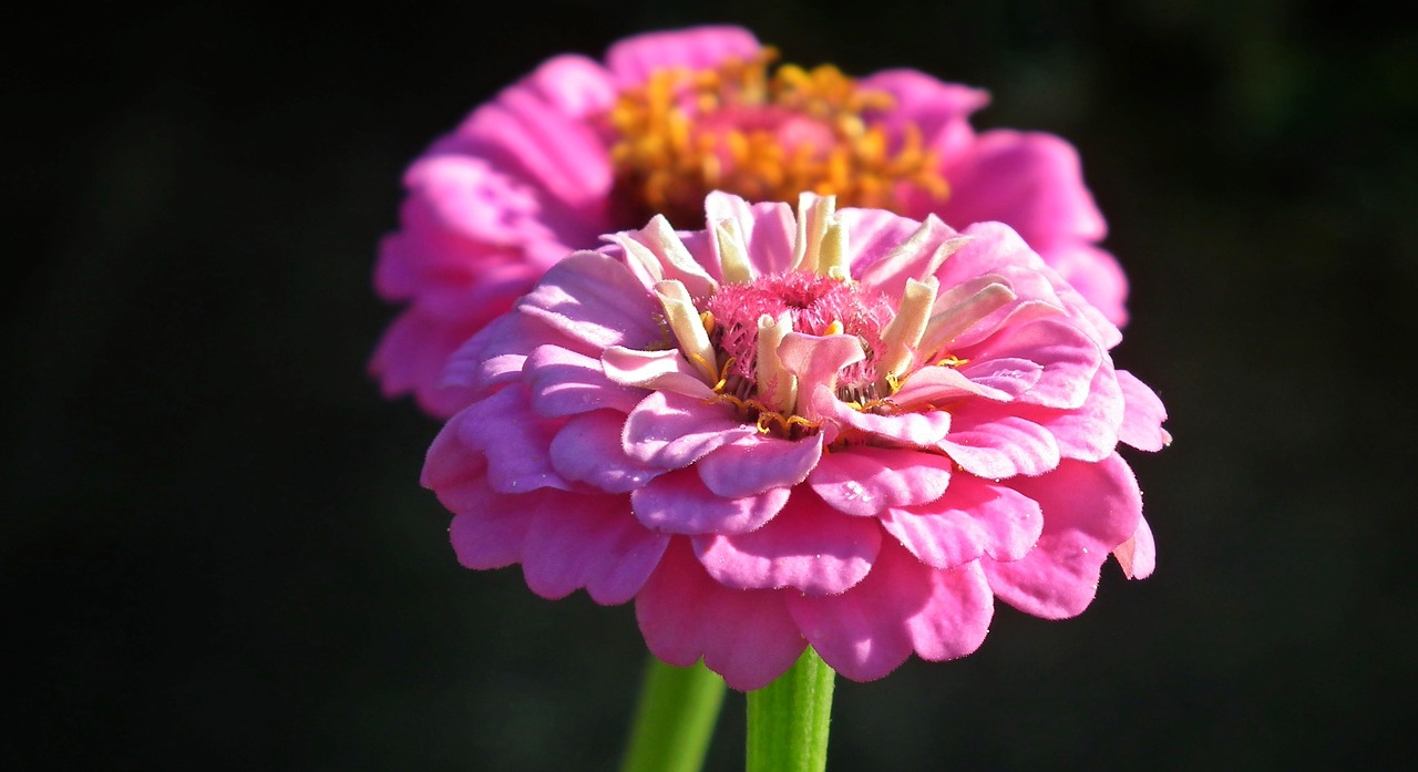 Image - flower zinnia pink nature plant