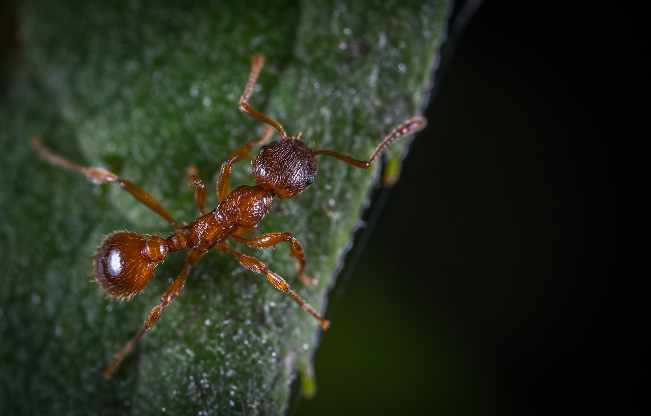 Image - insect bespozvonochnoe nature