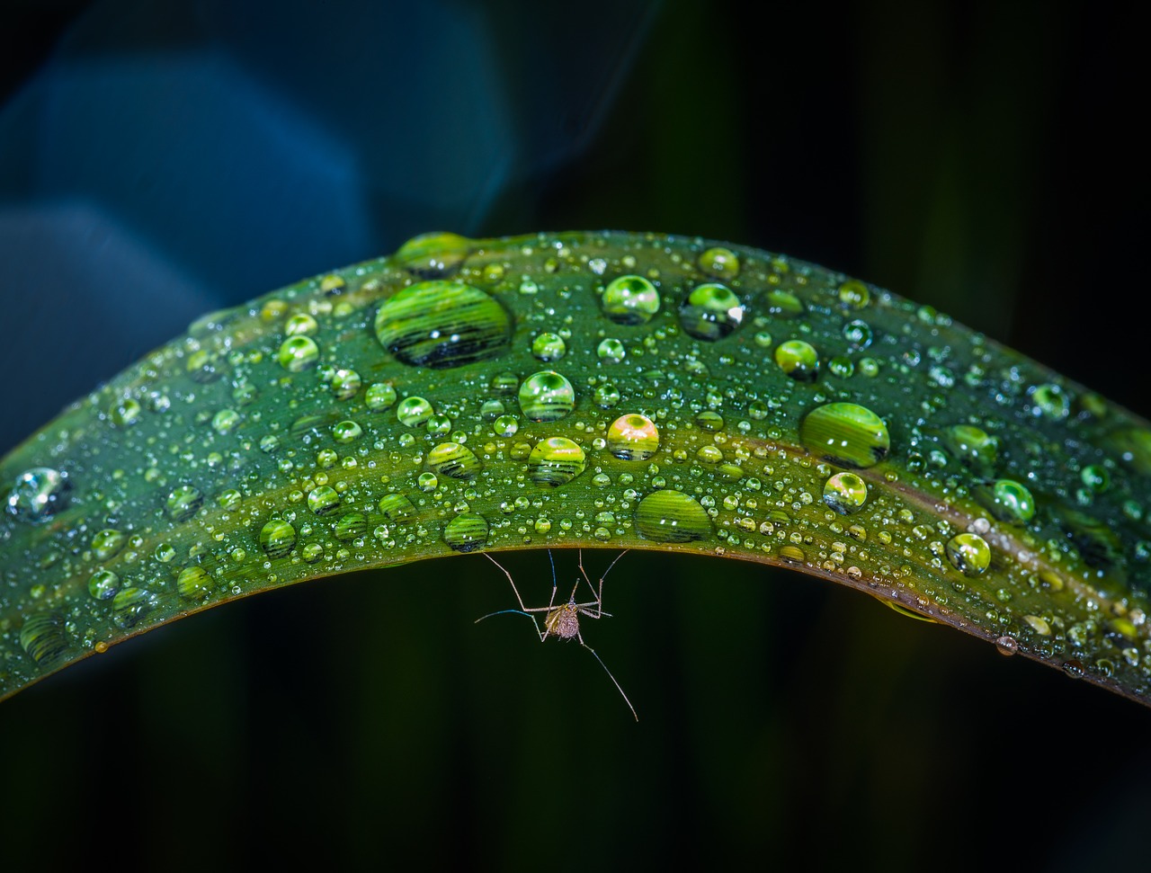 Image - no one rain rosa pearl nature