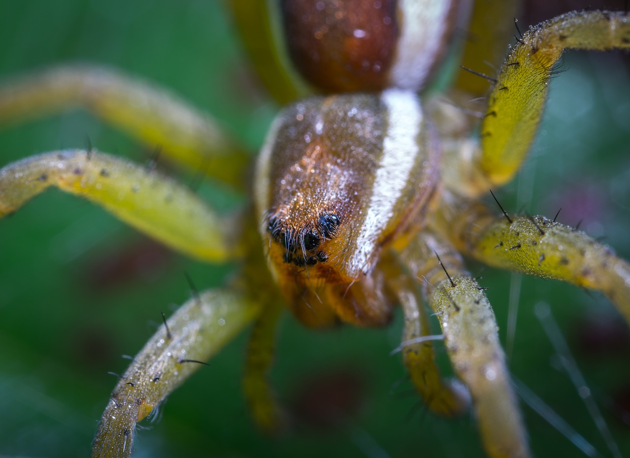 Image - spider bespozvonochnoe animals