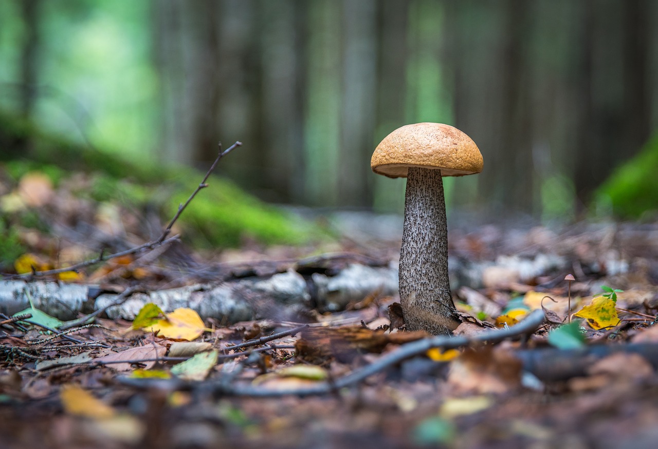 Image - mushroom leaves forest