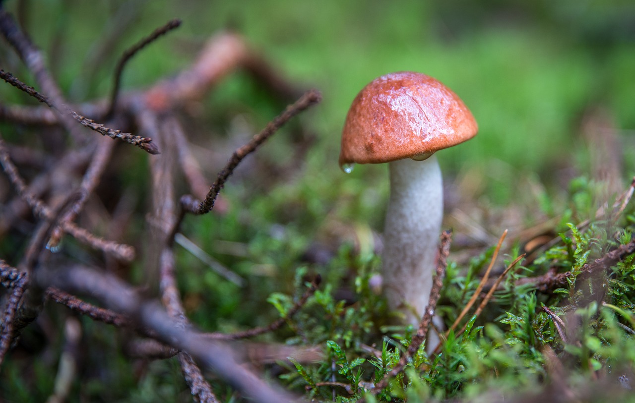 Image - mushroom orange cap boletus forest