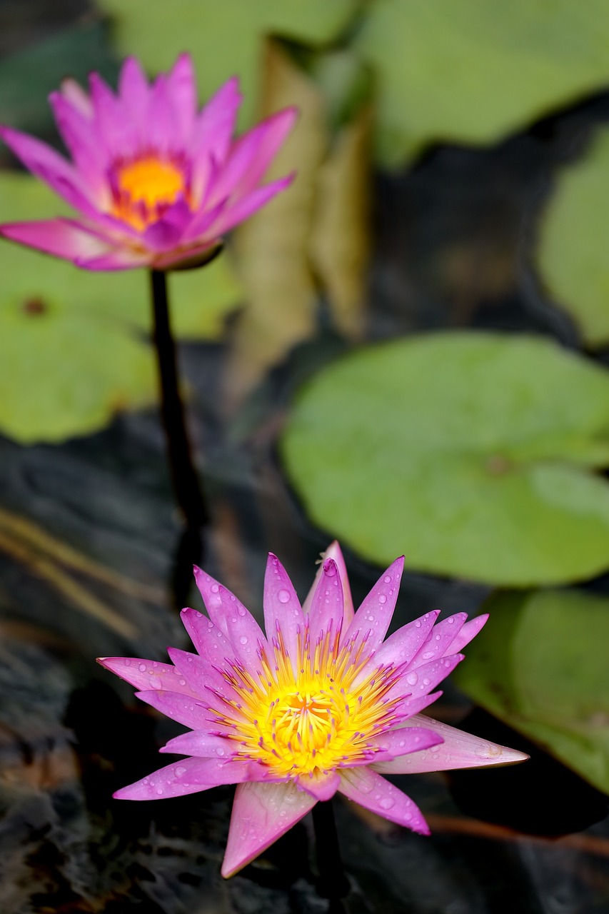 Image - lotus pool flora aquatic flower