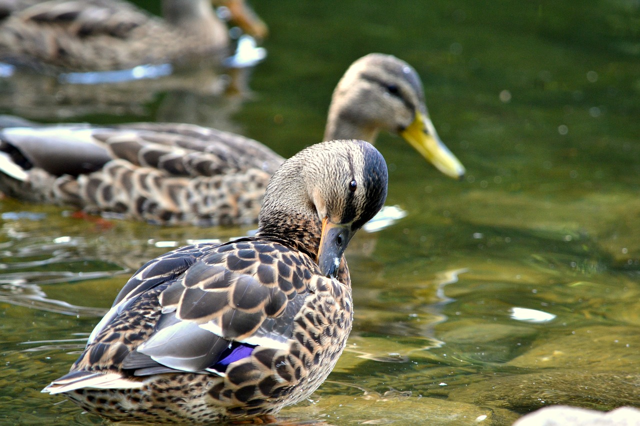 Image - duck bird nature water lake