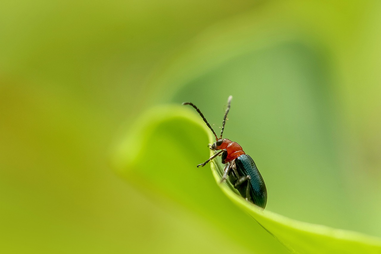 Image - insect nature beetle ladybug