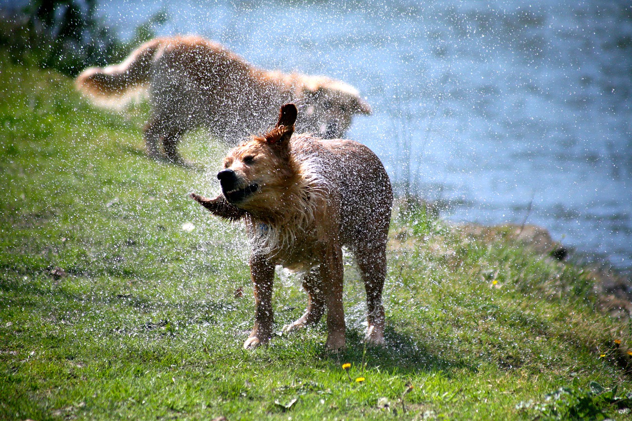 Image - dog nature lawn animal fauna