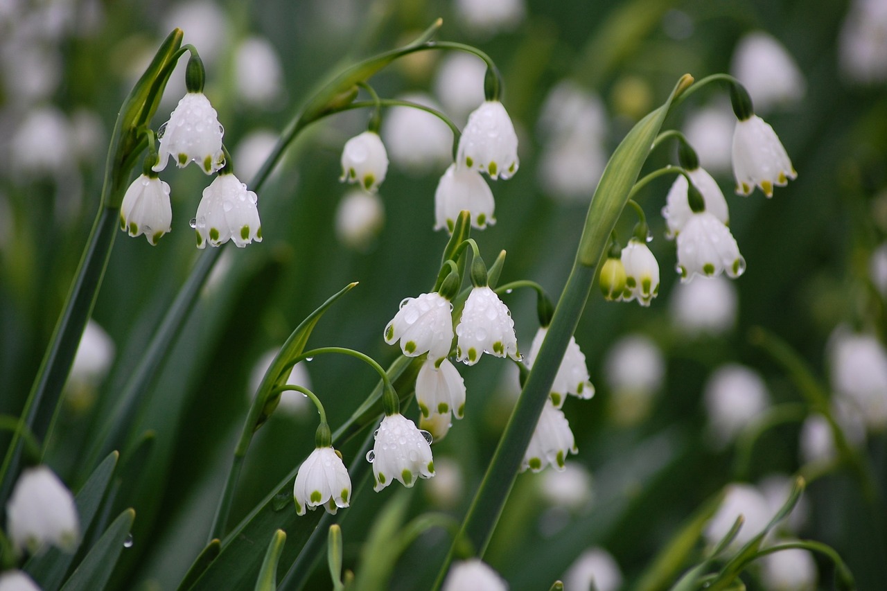 Image - japan natural plant flowers