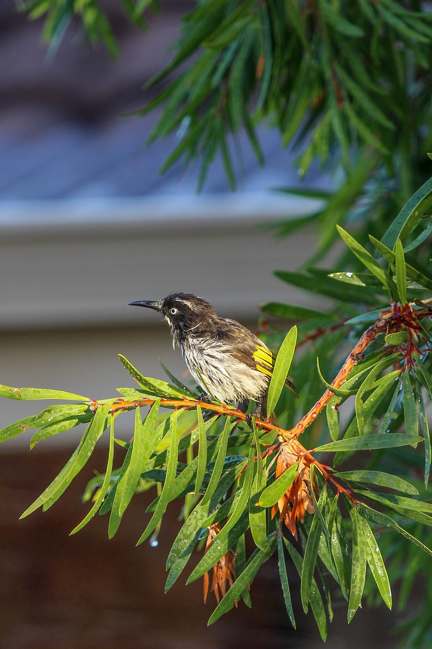 Image - nature tree outdoors bird garden