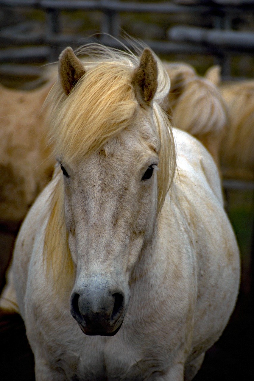 Image - animal iceland horse horses