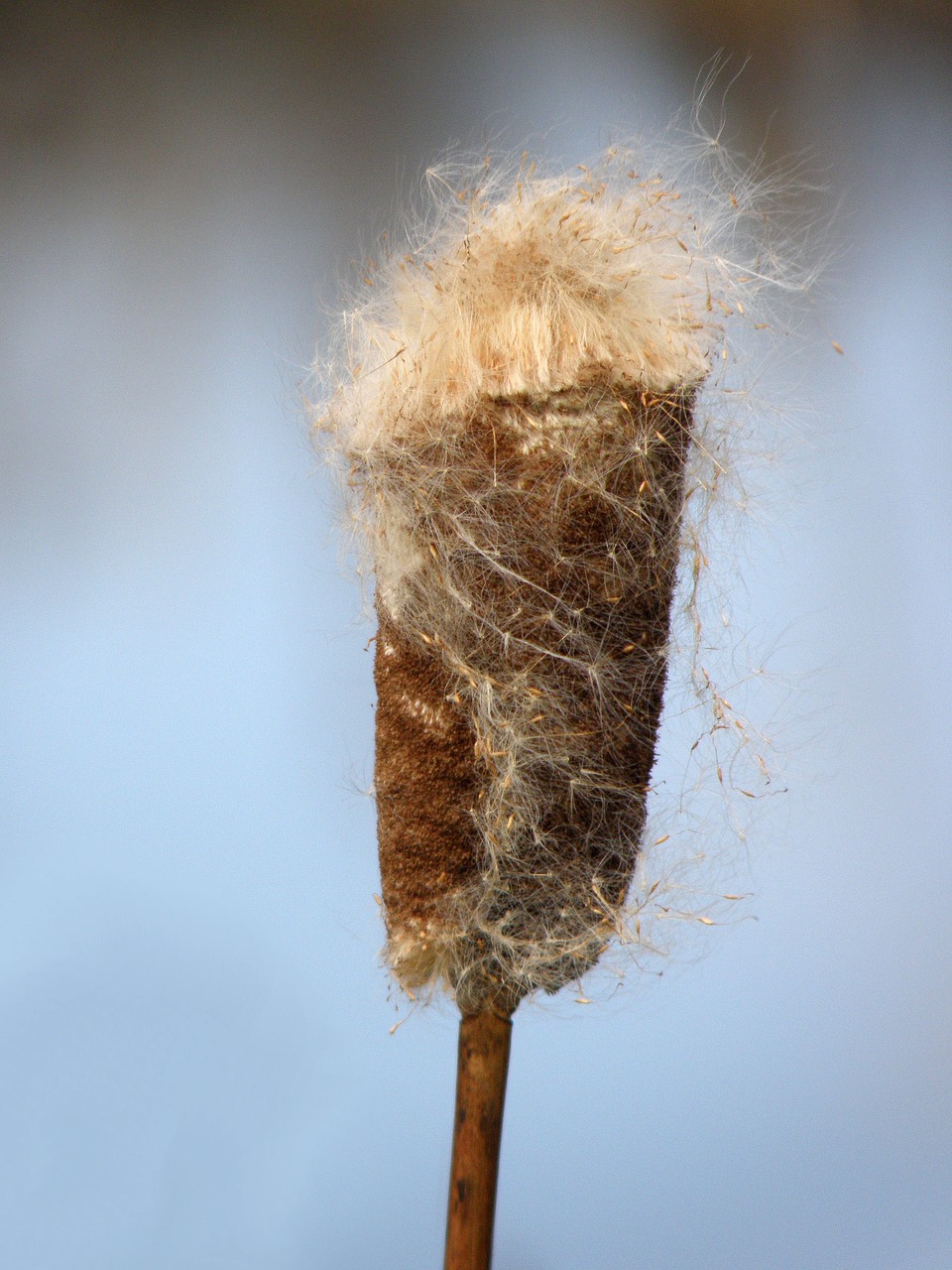 Image - nature desktop invertebrate downy