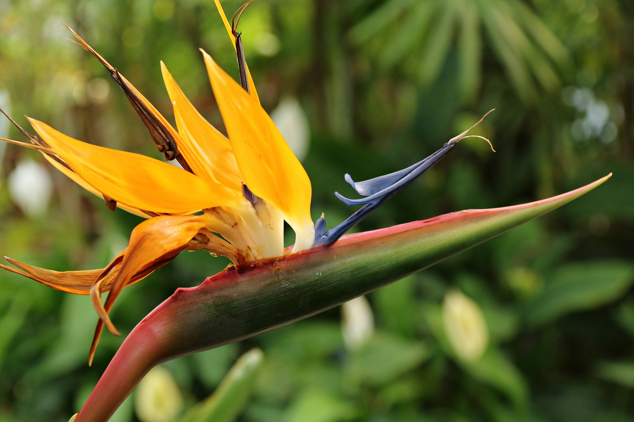 Image - nature plants flowers leaf