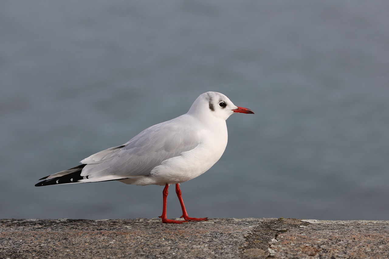 Image - bird wildlife nature outdoors lake