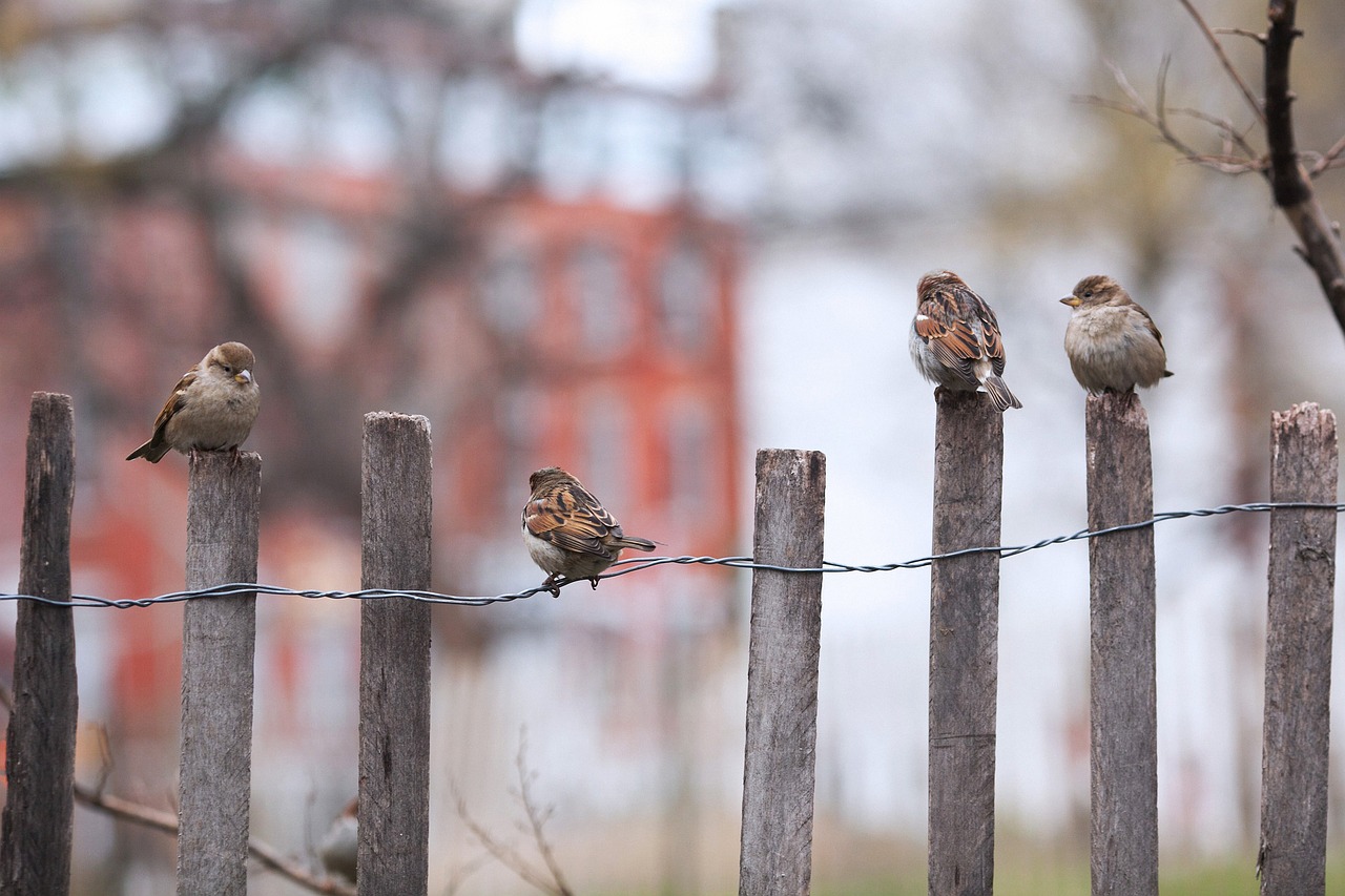 Image - bird fence outdoors nature winter