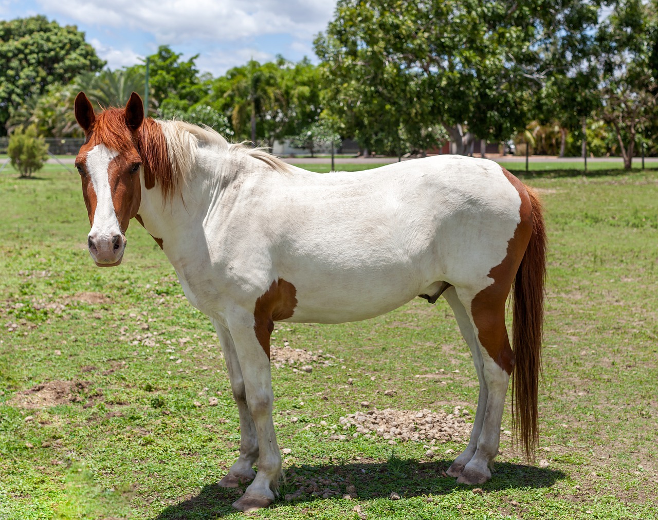 Image - horse paint horse mammal