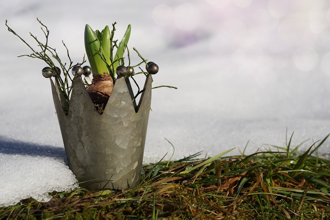 Image - nature grass growth plant winter