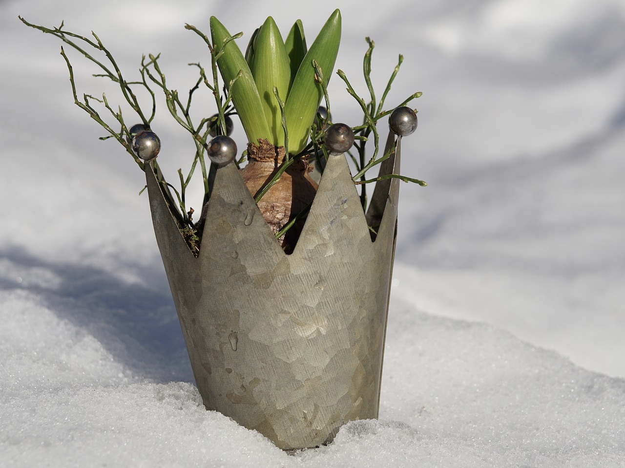 Image - nature winter plant snow