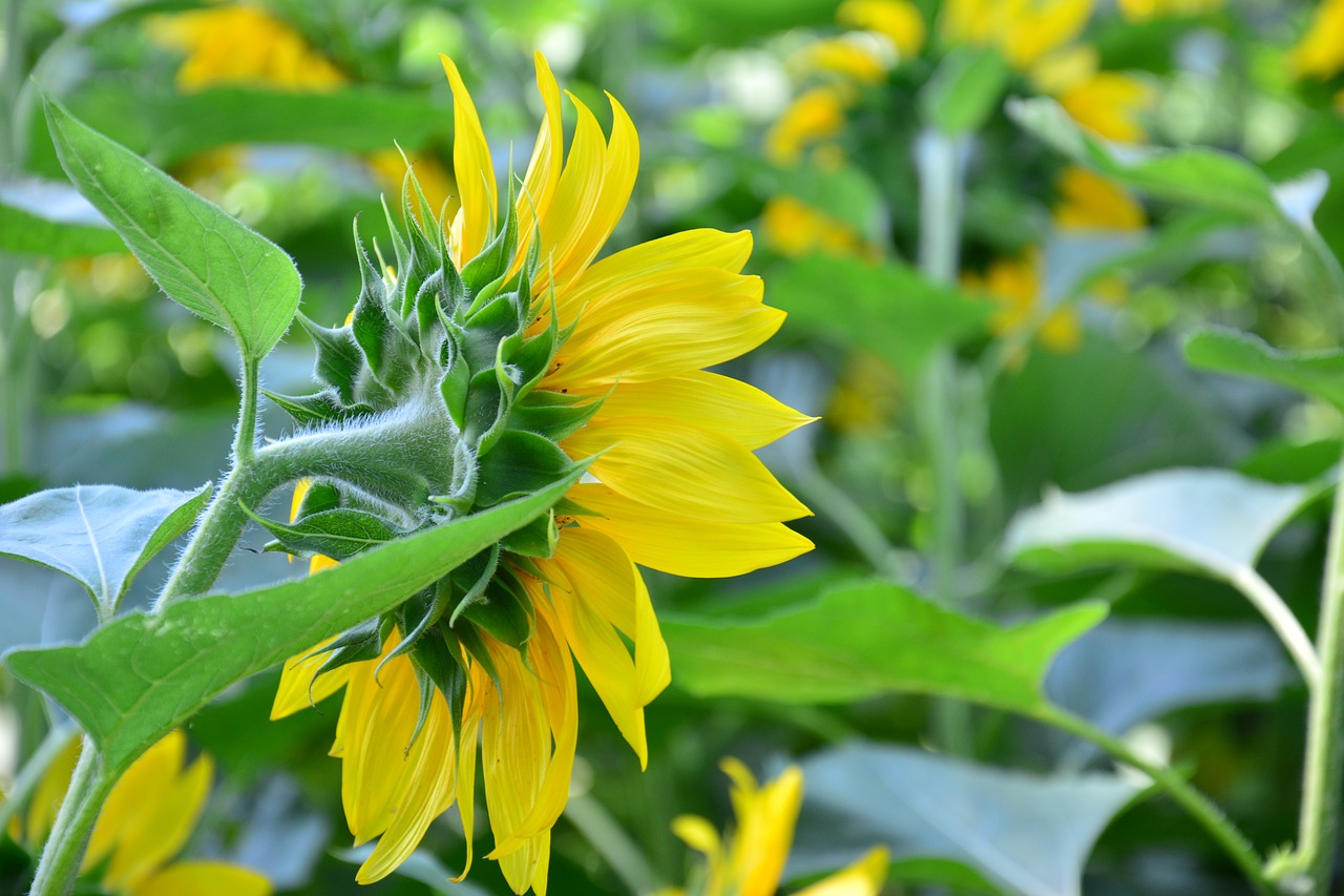 Image - nature plant summer flower leaf