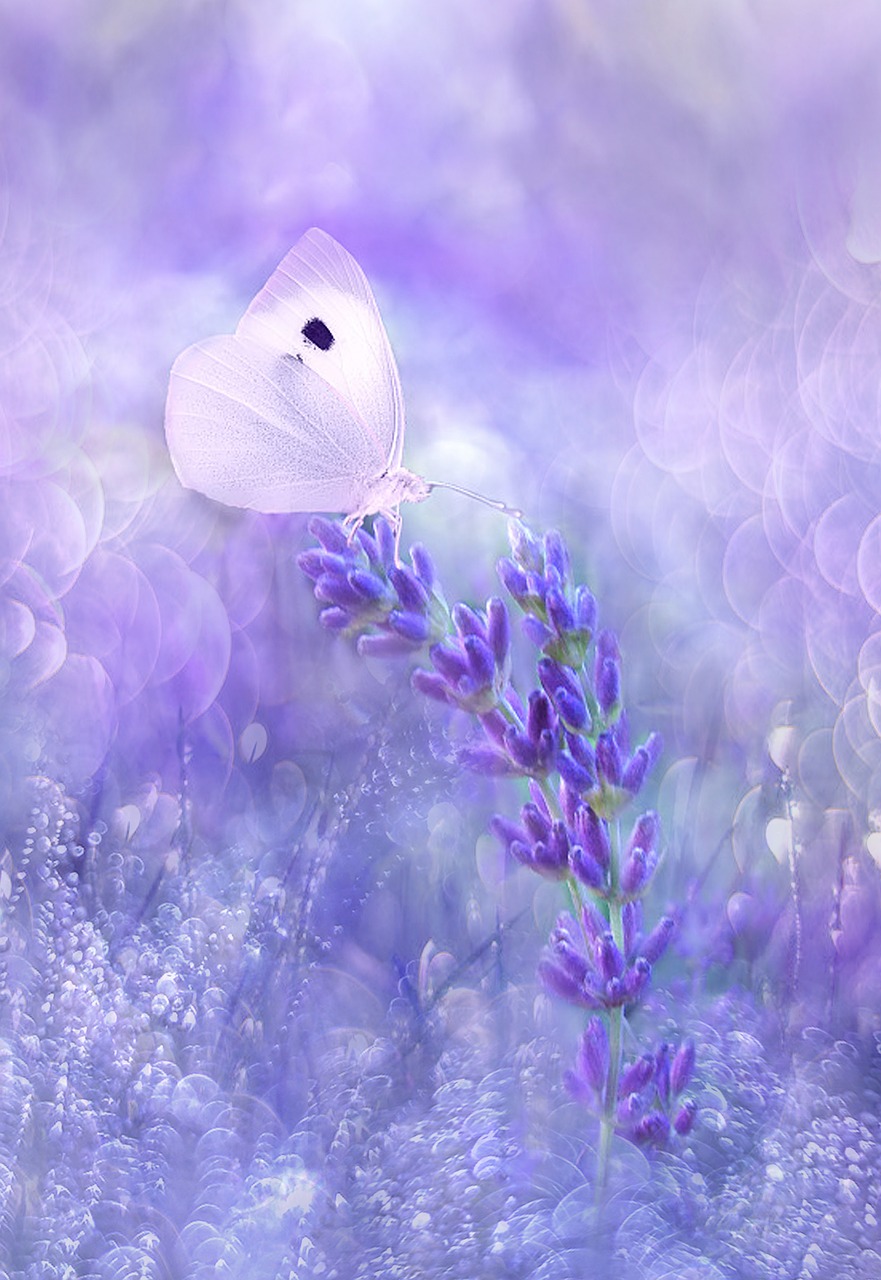 Image - nature flower summer color