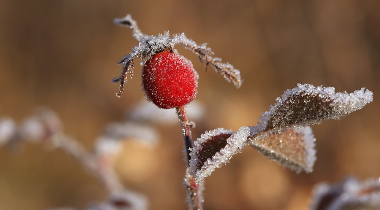 Image - winter nature close up frost snow