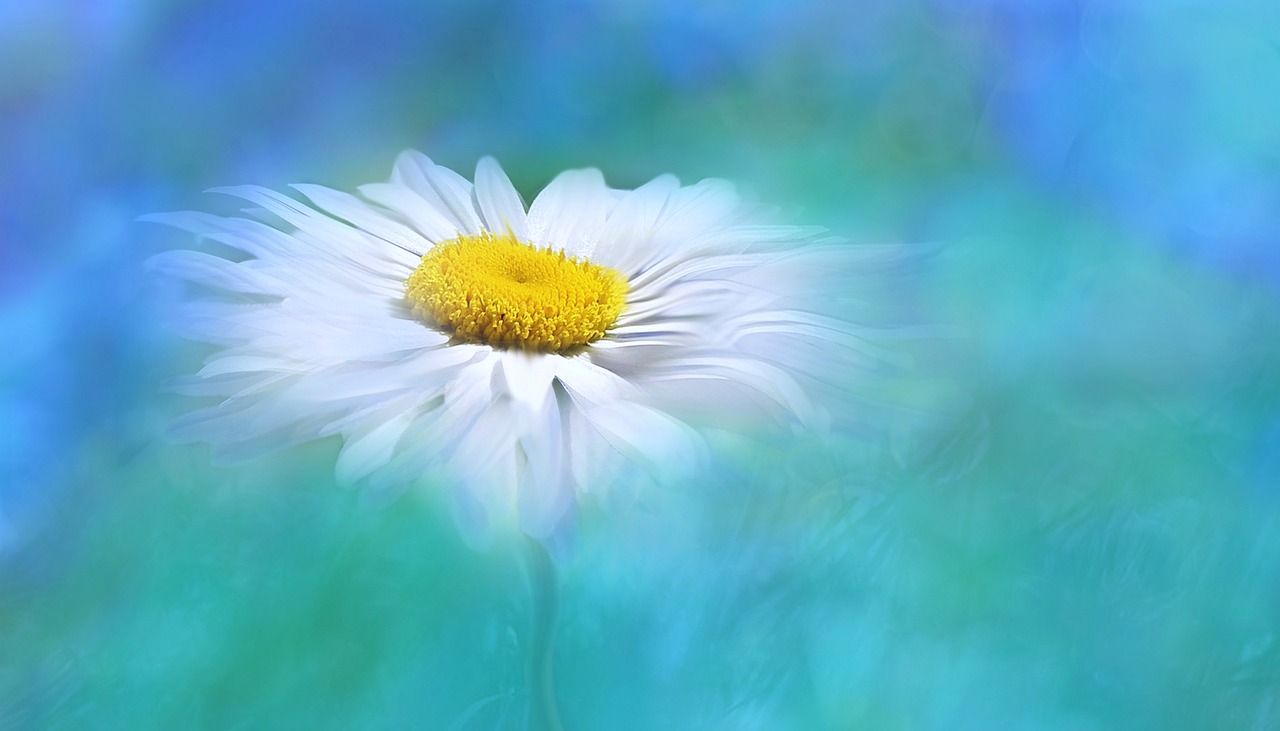 Image - nature summer bright flower plant