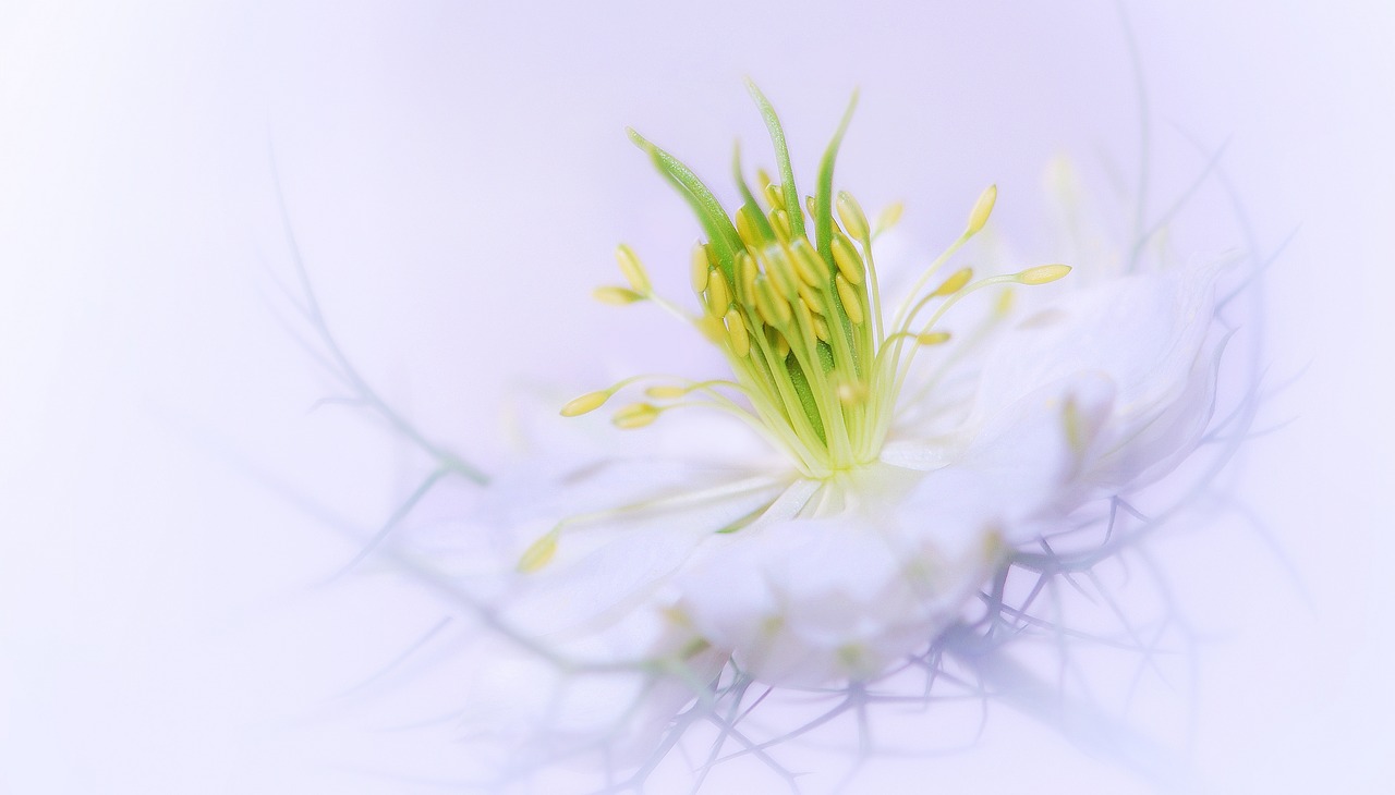 Image - flower plant nature close floral