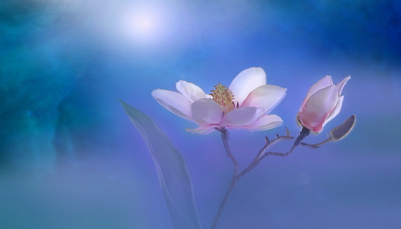 Image - flower summer plant garden close