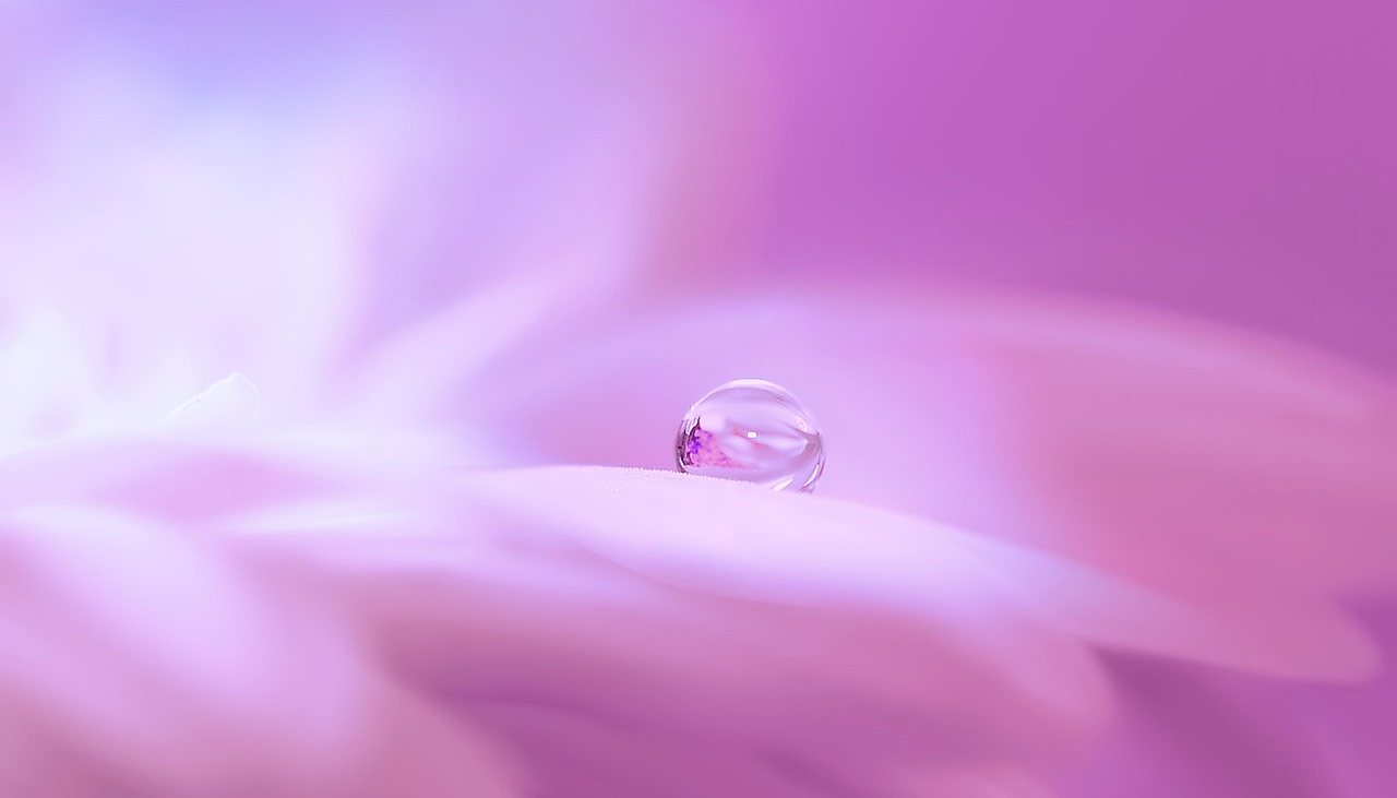 Image - blossom bloom flower drip