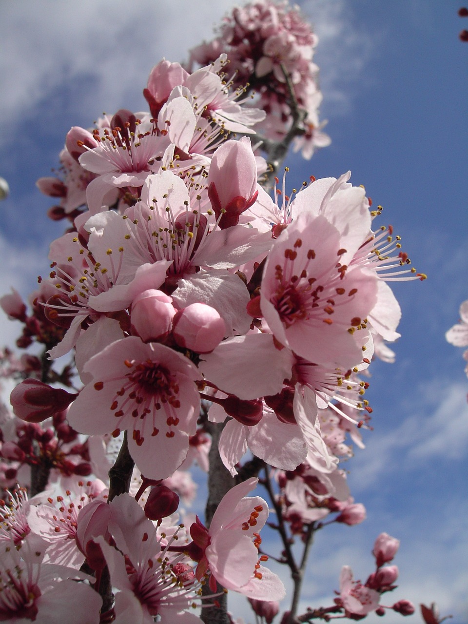 Image - flower almond tree branch plant