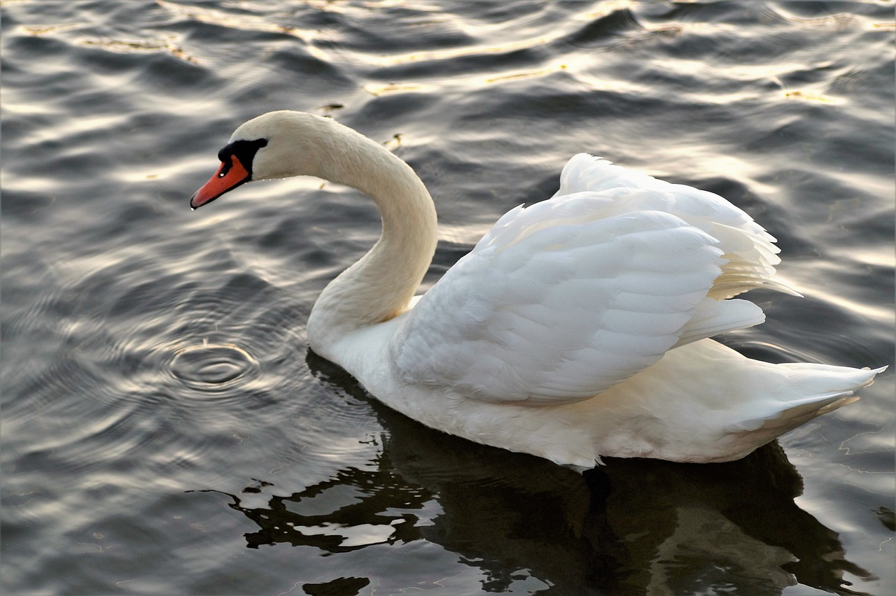 Image - swan white water bird water level