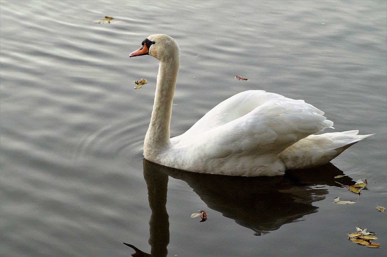 Image - swan white water bird water level