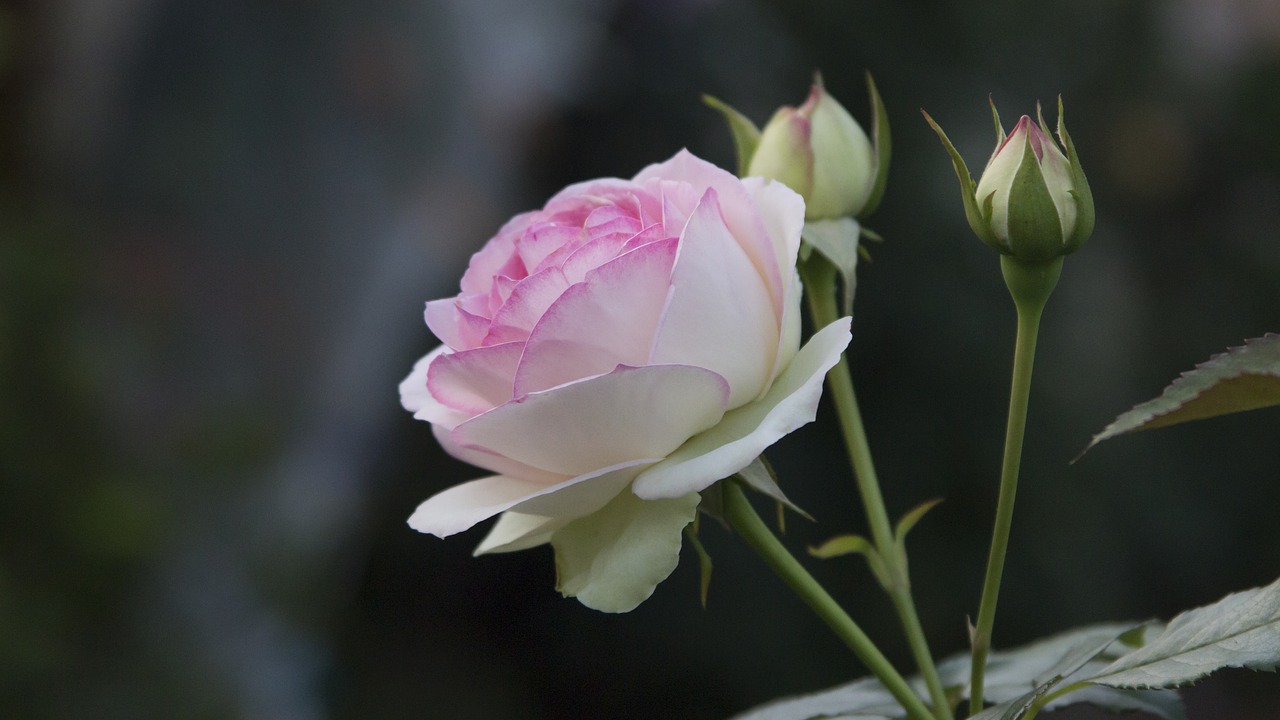 Image - flower plant nature leaf rose