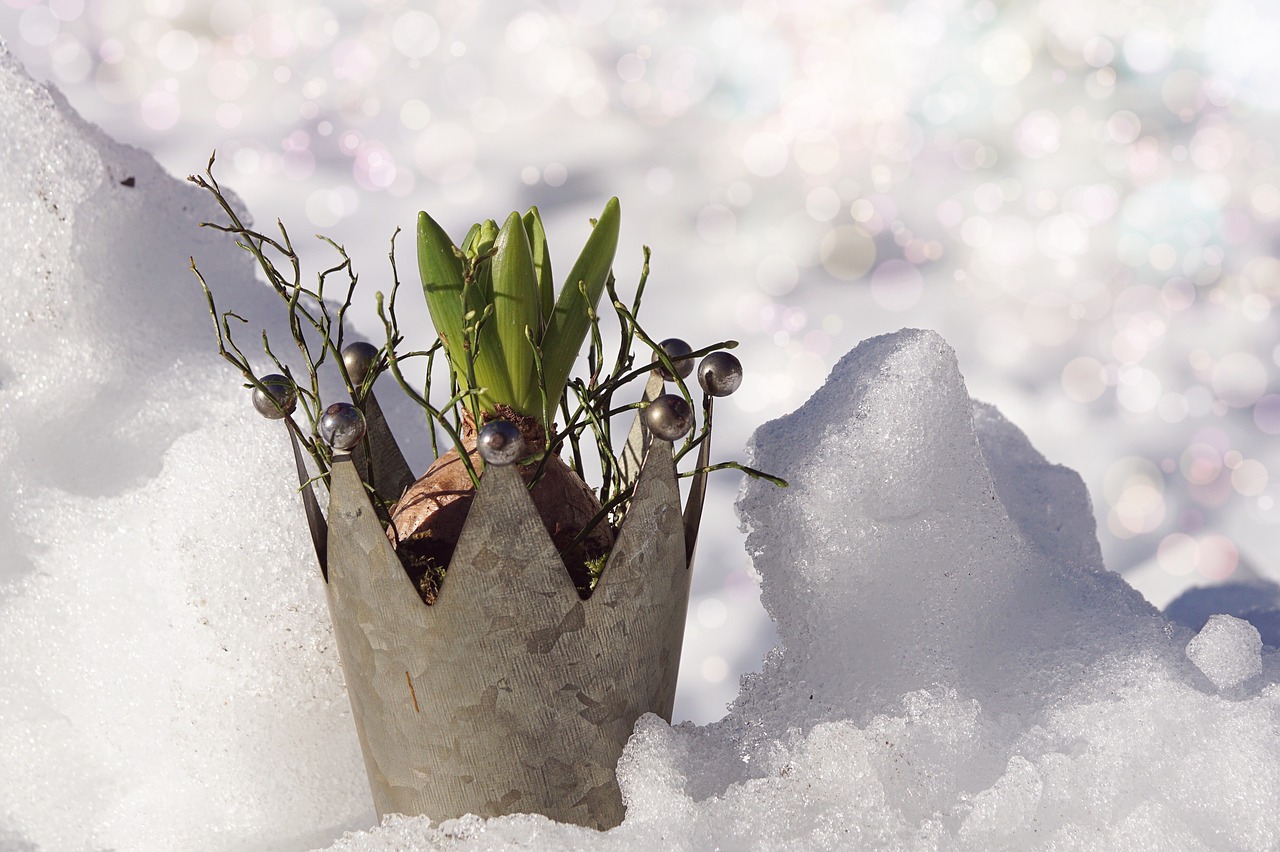 Image - nature snow growth winter cold