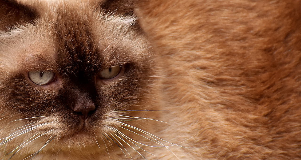 Image - british shorthair cat cute portrait