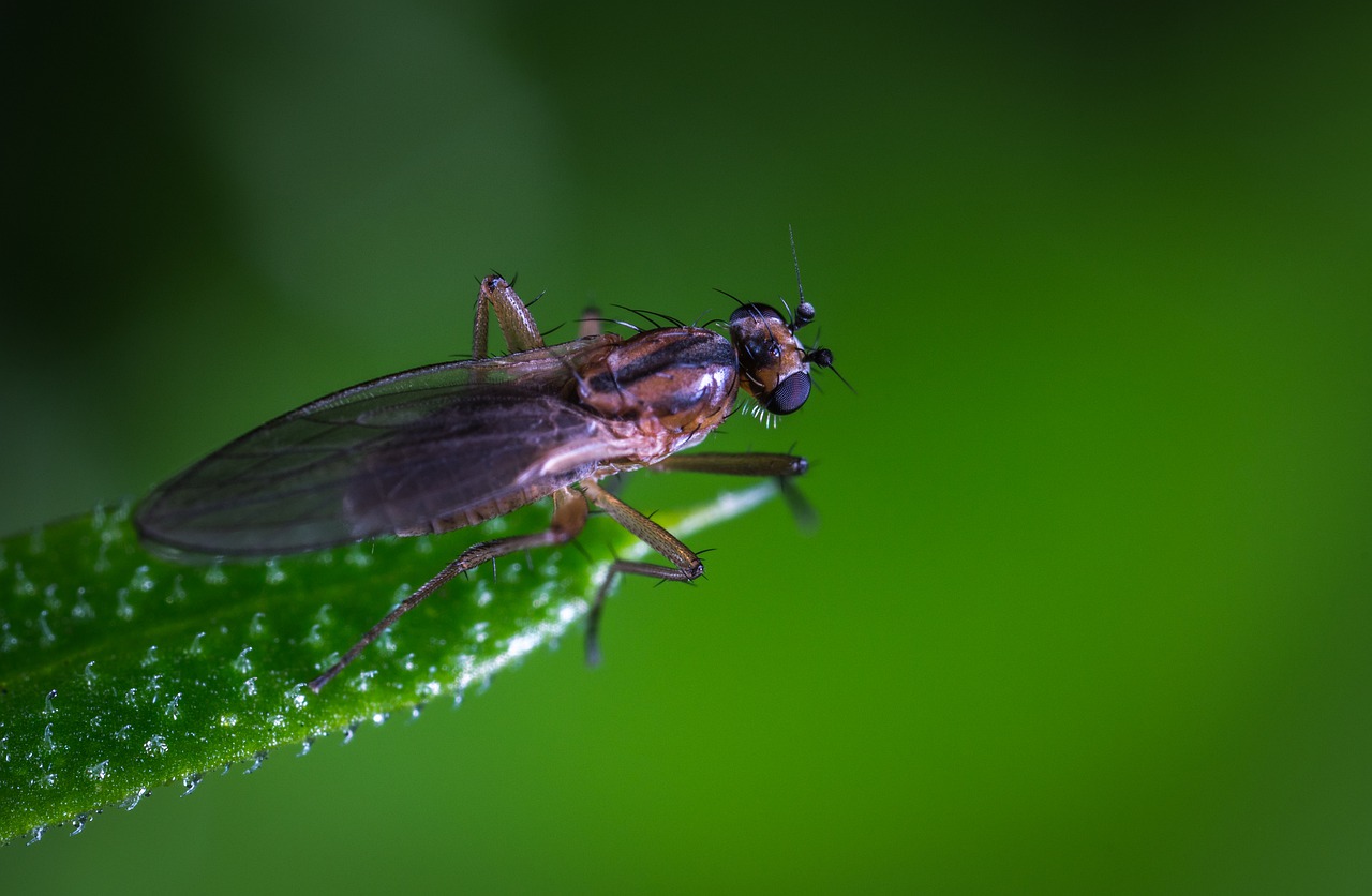 Image - insect nature fly animals macro