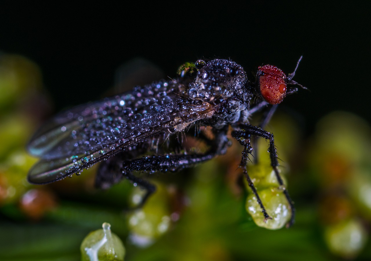 Image - insect nature bespozvonochnoe