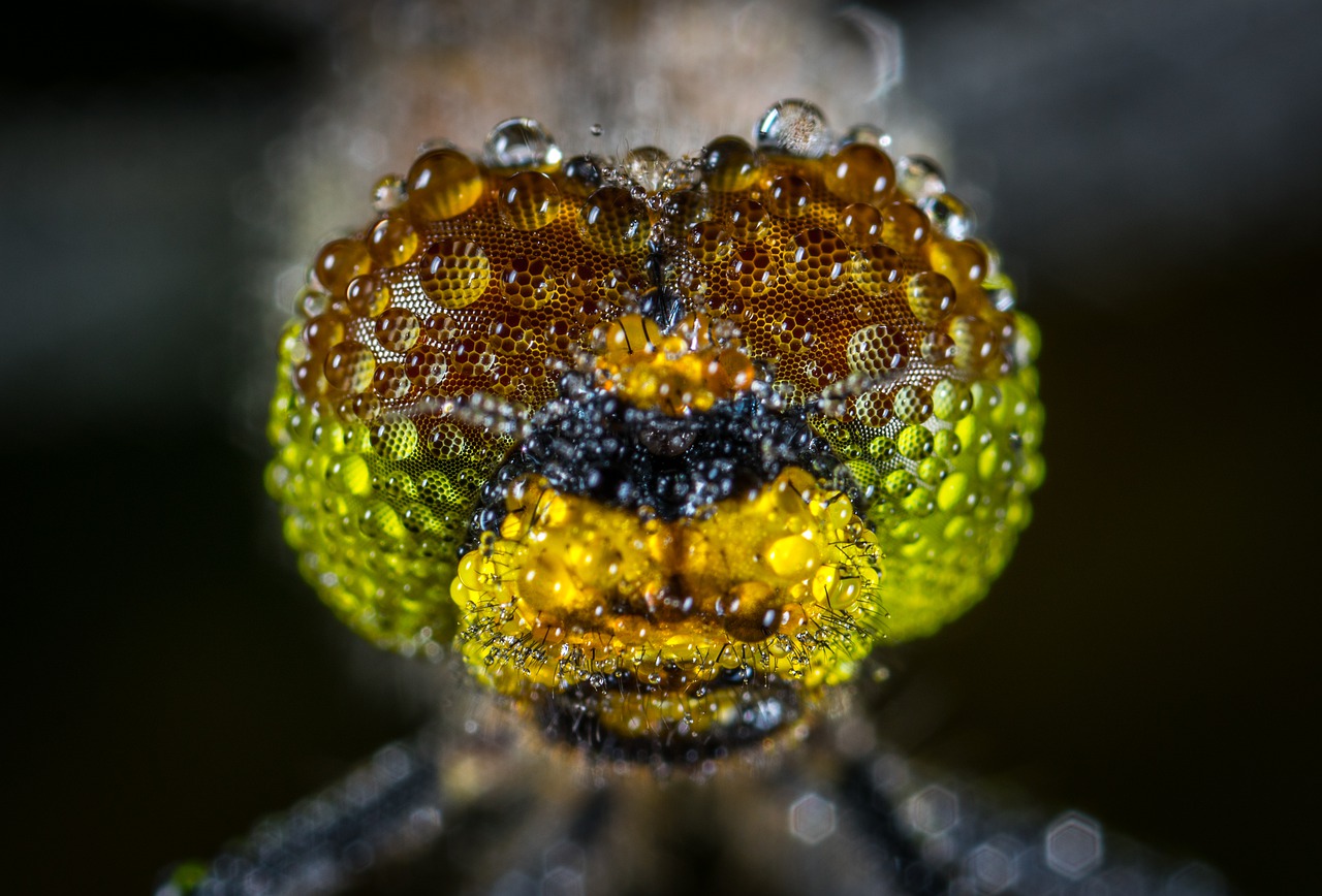 Image - nature insect dragonfly drops rosa