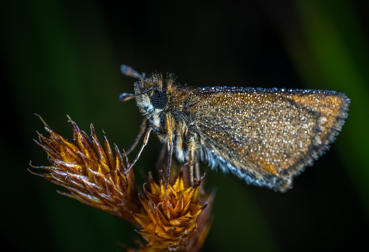 Image - insect butterfly nature